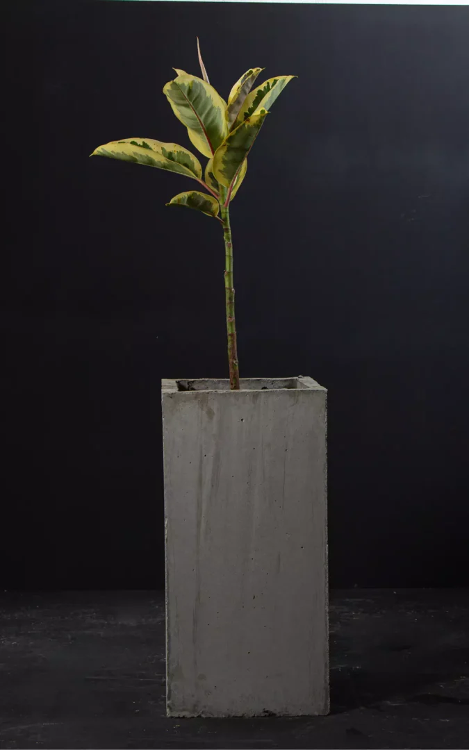 Vertical Imperfecto 00002