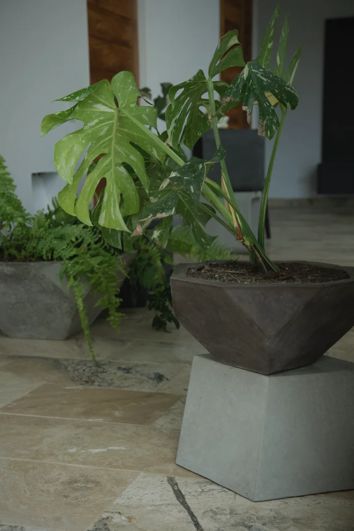 Planta Monstera en una matera hexagonal de cemento oscuro modelo Dinámico